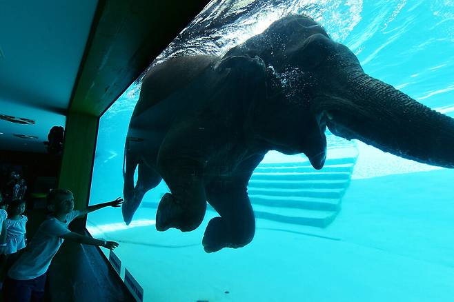 21일 태국 촌부리 주 카오케오 동물원에서 관광객들이 코끼리가 물 속에서 수영하는 것을 관람하고 있다. 신화 연합뉴스