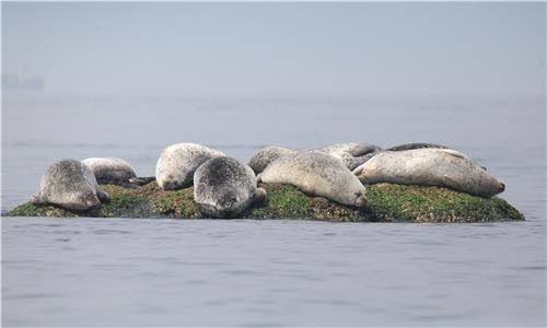 바위인가 침대인가 (백령도=연합뉴스) 홍준석 기자 = 지난 19일 백령도 물범바위에서 만난 점박이물범이 드러누워 있다. 점박이물범은 천연기념물, 멸종위기 야생생물 1급, 해양보호생물로서 보호받고 있다. 2023.6.22. honk0216@yna.co.kr