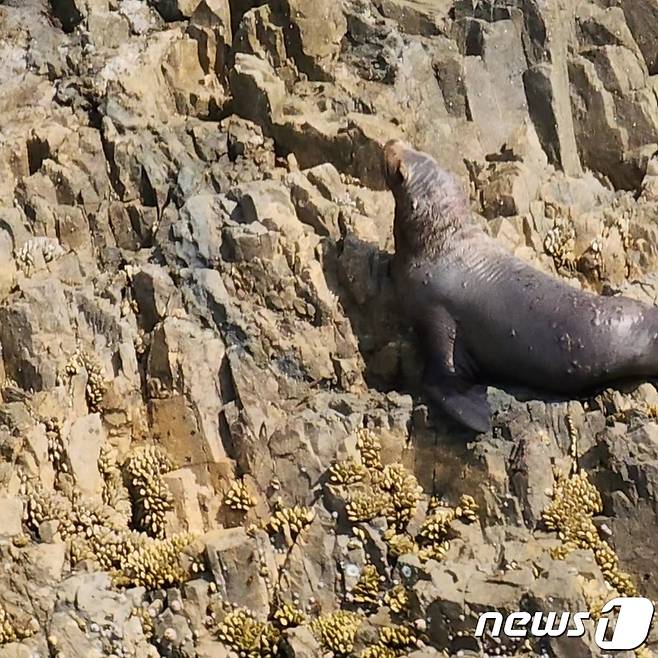 신안군(군수 박우량)과 해양수산부 해양생태과는 23일 국토 최서남단 신안 가거도에서 멸종위기Ⅱ급인 '큰바다사자'가 관찰되었다고 밝혔다.(신안군 제공)/뉴스1