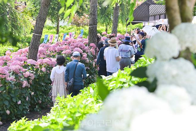 유구색동수국정원 꽃 축제