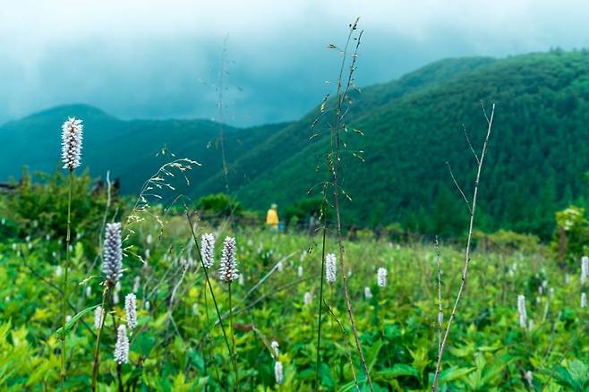 대표적인 여름 야생화인 범꼬리가 태백 야생화 트레킹 코스에 군락을 이뤄 피어있다.