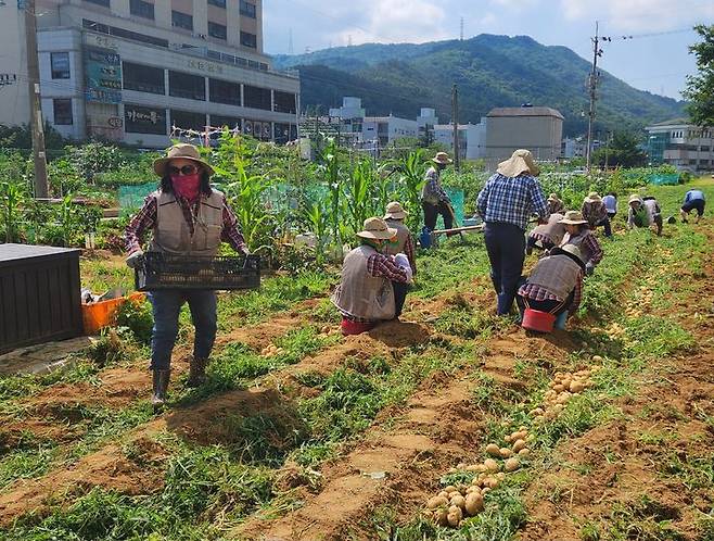 [창원=뉴시스] 강경국 기자 = 한국마스터가드너 창원지부 회원들이 경남 창원시 신촌동 도시농업 공영텃밭 내 나눔텃밭에서 감자와 양파를 수확하고 있다. (사진=창원시청 제공). 2023.06.23. photo@newsis.com *재판매 및 DB 금지