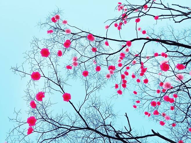 사진가 김도형이 찍은 2017년 겨울 서울 진관사 입구 나무에 걸린 붉은 종이꽃, 갤럭시 노트8로 촬영. / 사진가 김도형
