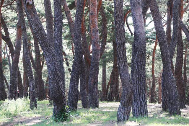 하회마을의 만송정 솔숲. ⓒ박준규