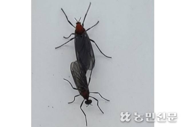 암수가 쌍으로 붙어 있는 러브버그의 모습. 독자 제공