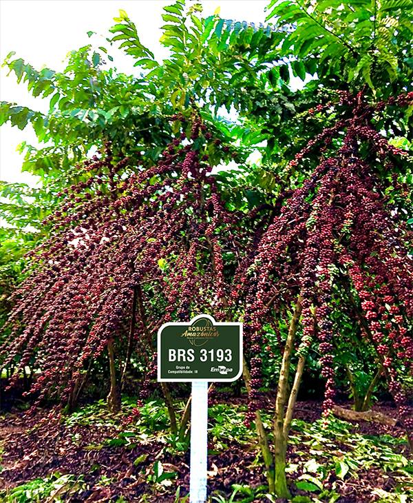 로부스타는 ‘다산의 상징’이다. 가지가 처질 정도로 풍성한 열매를 맺은 로부스타 커피나무. 월드커피리서치(WCR) 제공