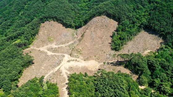 전남 구례군이 지난 2월부터 소나무 1만600여그루의 벌채를 허가한 구례군 산동면 좌사리 벌목 현장. 프리랜서 장정필