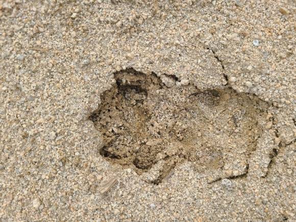 지난 24일 경북 영주시 한 밭에 표범으로 추정되는 발자국 여러 개가 발견됐다는 신고가 접수됐다. 사진은 영주시 환경보호과 관계자들이 현장 조사에서 촬영한 표범 추정체의 발자국. 영주시 제공