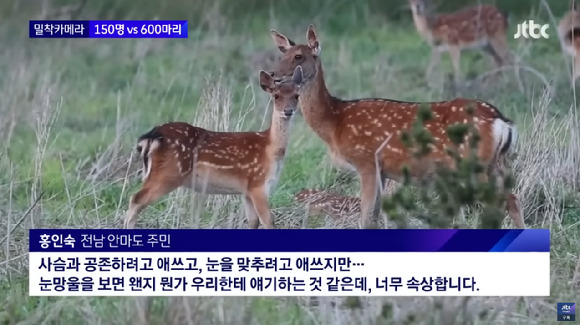 전남 영광에서 배로 2시간을 들어가야 하는 안마도라는 섬의 주민은 150명 남짓. 이 섬에는 주민들 수보다 4배나 많은 600마리 이상의 사슴들이 살고 있어 수년째 주민들이 고통을 겪고 있다. [사진=JTBC]