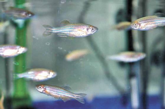 제브라피시. 연합뉴스