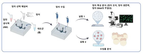 제브라시피의 정자와 암컷 생식액(FRF)을 사용한 실험 과정. [자료: Biology Letters, 2023]