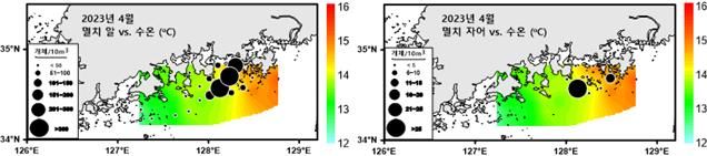 [부산=뉴시스] 멸치 알·자어 및 수온 분포도 (그림=수과원 제공) *재판매 및 DB 금지