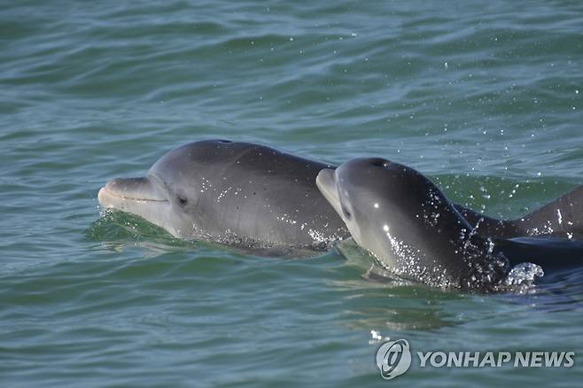 헤엄치는 큰돌고래  [AP 연합뉴스 자료사진. 재판매 및 DB 금지]