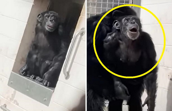 〈사진='Save the Chimps' 캡처〉