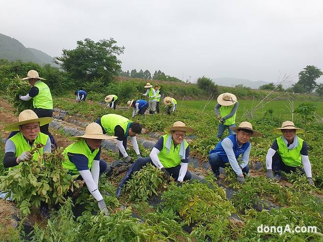 이재식 농협중앙회 부회장(오른쪽 세번째)과 노삼석 한진 대표이사 사장(오른쪽 두번째)은 28일 경기도 파주시 소재 농가에서 임직원들과 함께 농촌일손돕기를 실시했다. 농협 제공