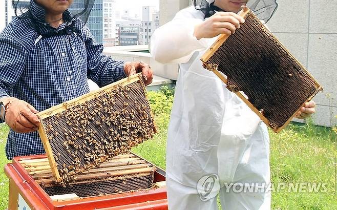 벌집 수확.[자료=연합뉴스]