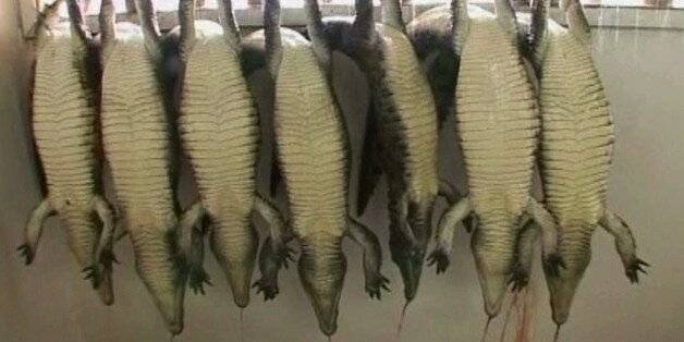 동물보호단체 페타(PETA)가 공개한 악어 가죽 공급 농장의 모습 [페타 유튜브 캡처]