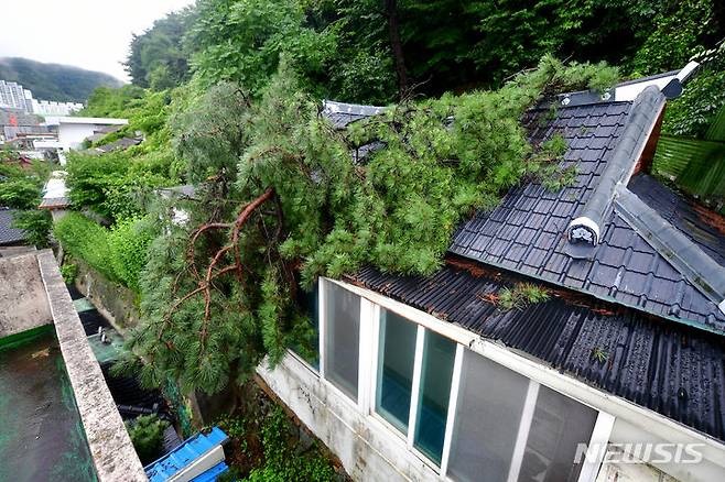 [광주=뉴시스] 이영주 기자 = 28일 오전 광주 동구 소태동 한 사찰 지붕 위로 폭우에 못이긴 소나무가 쓰러져있다. 2023.06.28. leeyj2578@newsis.com