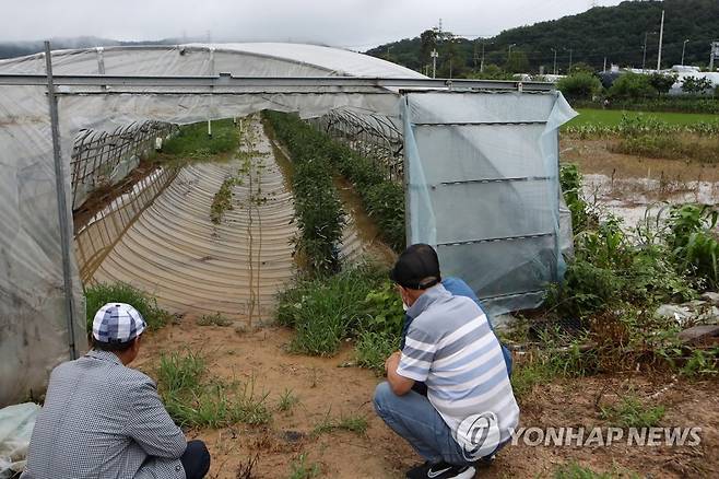 밤새 내린 폭우에 농작물 피해 (광주=연합뉴스) 조남수 기자 = 28일 오전 광주 북구 망월동에서 농민들이 밤새 내린 폭우로 물에 잠긴 비닐하우스를 바라보고 있다. 2023.6.28 iso64@yna.co.kr