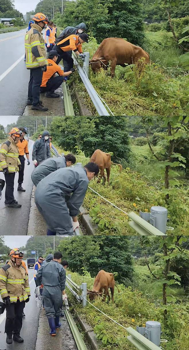 소방대원들과 합천축협 직원들이 소를 연못 밖으로 이끌기 위해 철제 난간을 해체하는 모습. (사진=합천축협 제공)