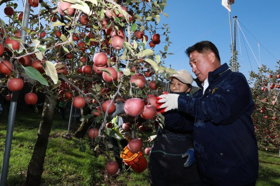 사과 농가에서 일손돕기하는 영동군수 (영동=연합뉴스) 정영철 충북 영동군수가 4일 영동군 양강면 산막리 사과농가에서 군청 경제과 직원, 자원봉사자들과 함께 일손돕기에 참여해 사과를 수확하고 있다. 2022.11.4 [영동군 제공. 재판매 및 DB금지] bwy@yna.co.kr (끝) /사진=연합 지면화상