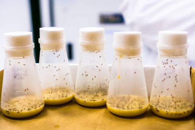 초파리는 번식력이 강하고 성장 속도가 빠르기 때문에 예방이 중요하다./사진=클립아트코리아