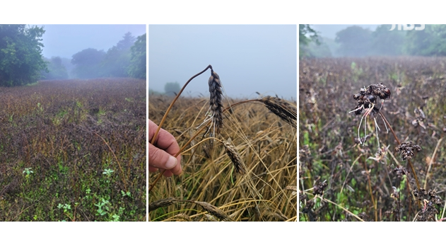 메밀의 수발아가 진행중인 모습