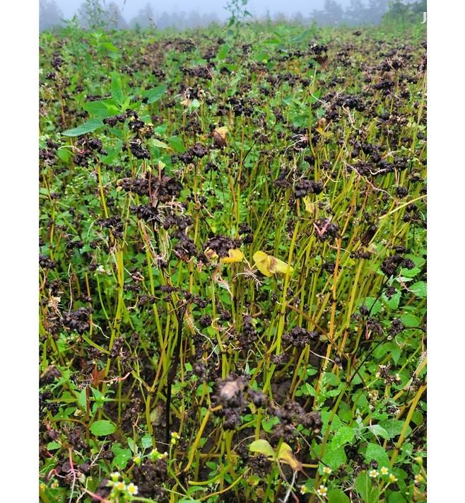 메밀 수발아 진행 모습.(안덕농협 제공)