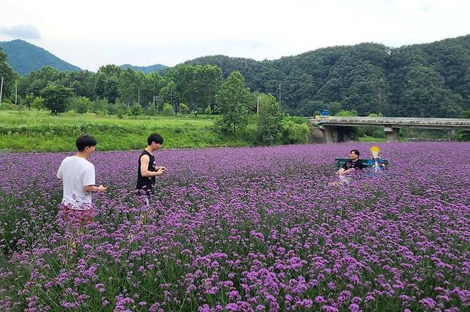 보랏빛 버베나꽃이 만개한 충북 단양군 가곡면 사평리 아평쉼뜰. (사진=단양군 제공) *재판매 및 DB 금지