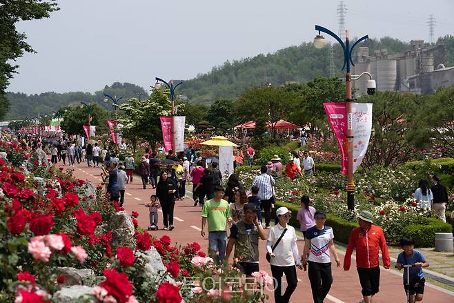 삼척장미공원에서 열린 '2023 삼척 장미축제'