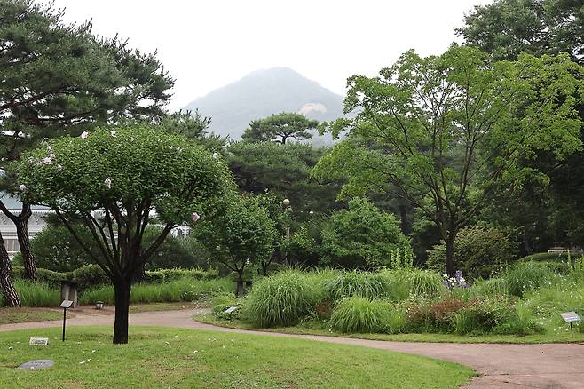 30일 오전 청와대에서 청와대 수목 탐방 해설 프로그램이 진행됐다. 사진은 이명박 전 대통령 기념식수인 무궁화(왼쪽)와 박근혜 전 대통령 기념식수인 이팝나무. /연합뉴스