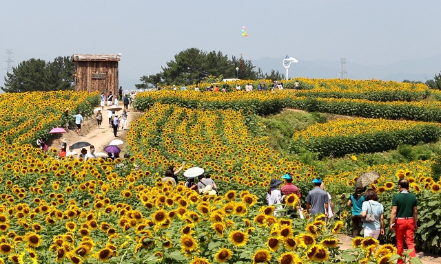 2019년 강주 해바라기 축제 모습. 사진=함안군