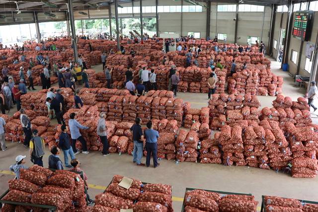 1일 경남 창녕농협 산지공판장에서 열린 올해 첫 건마늘 경매에서 농민들이 경매 결과를 알리는 전광판을 뚫어지게 쳐다보고 있다.