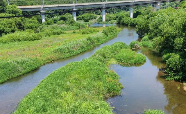 마을주민과 필리핀 계절근로자 4명이 악어를 발견했다는 영주시 문수면 내성천. 사진 위 다리에서 하천 숲에 있는 악어를 봤다는 주장이다. 영주시 제공