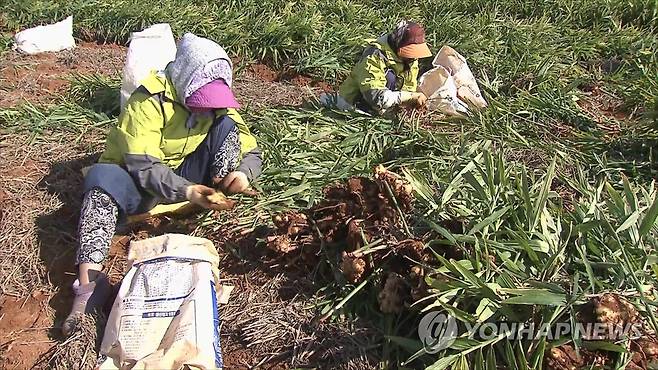 생강농사 [연합뉴스TV 제공]