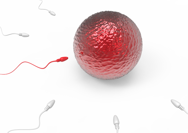 임신을 위해 우선 성숙하고 건강한 정자가 생산되어야 한다. 정자가 난자를 뚫고 수정을 할 수 있을 정도의 운동 능력도 있어야 한다. [사진=게티이미지뱅크]