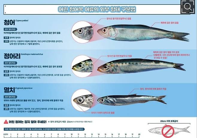 청어와 정어리, 멸치의 구분. 국립수산과학원 제주수산연구소 제공