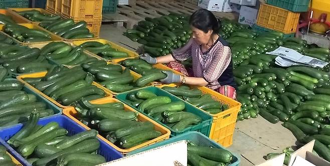 주키니 호박 출하 준비 [보은군 제공. 재판매 및 DB금지]