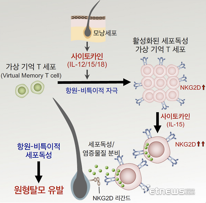 연구 모식도