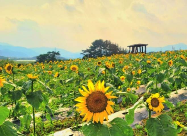 강주해바라기축제. 함안군 제공