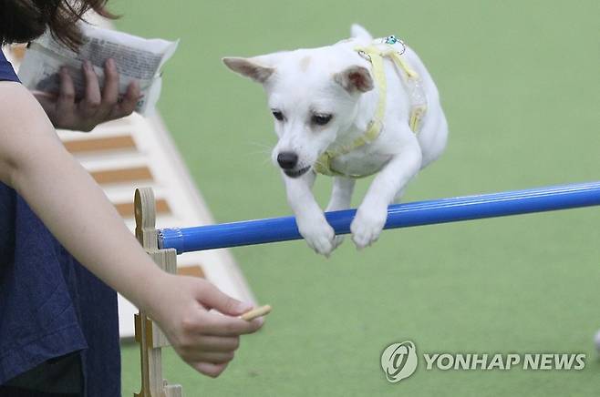 [연합뉴스 자료사진]