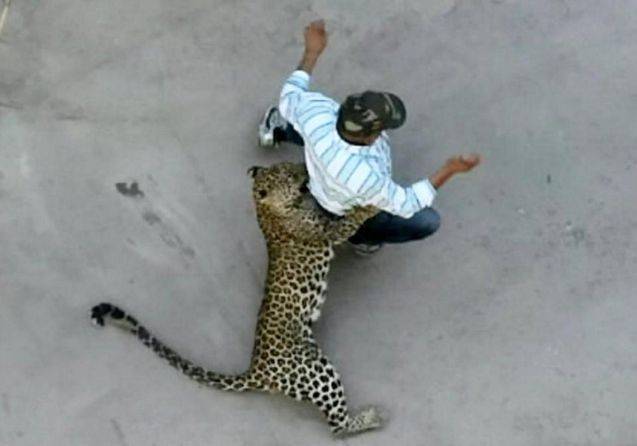 인도의 한 대도시에 출몰한 표범이 백주대낮에 사람을 습격하고 있다. /Foxnews  캡처