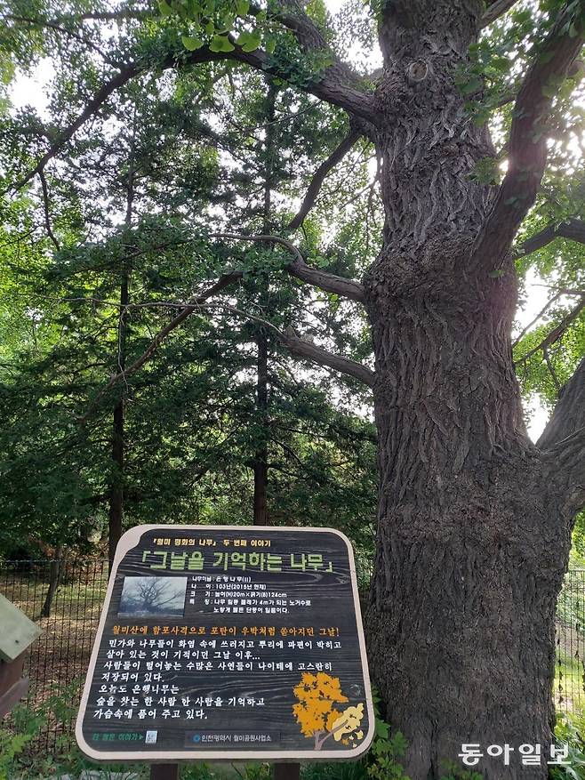 ‘그날을 기억하는 나무’. 월미산 공원에는 인천상륙작전 당시 포격에서 살아남은 나무 중 7그루를 ‘평화의 나무’로 선정해 보호하고 있다.  구자룡 화정평화재단 21세기평화연구소장