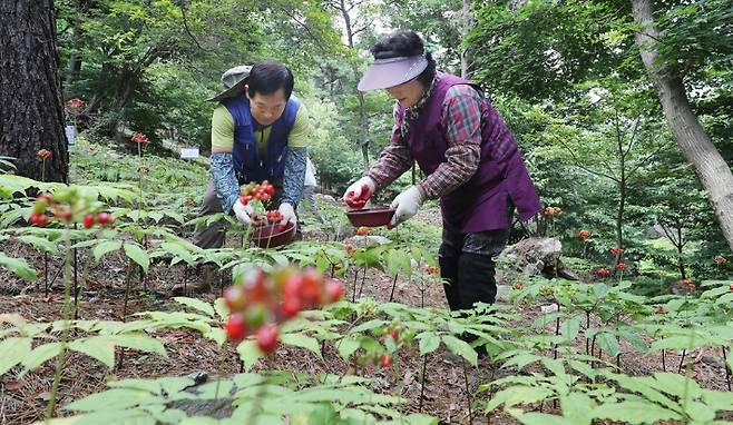 함양 산양삼 씨앗 채취 모습. 함양군청 제공