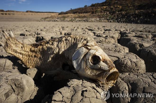 가뭄으로 말라버린 남아프리카공화국 댐의 죽은 물고기 [EPA=연합뉴스 자료사진]