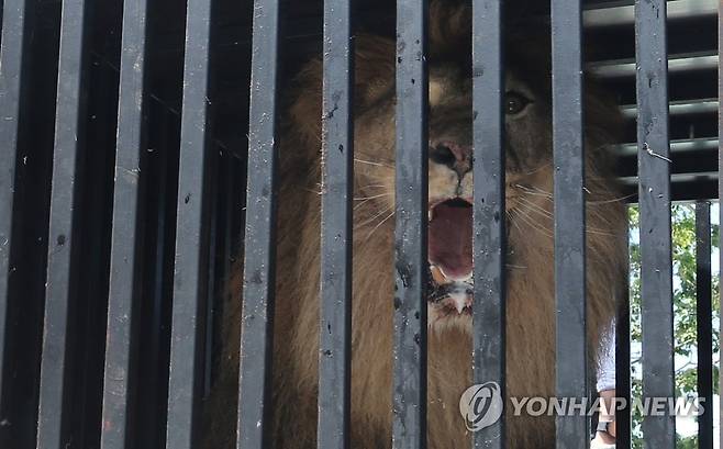 이사갑니다 (김해=연합뉴스) 이정훈 기자 = 5일 경남 김해시 부경동물원, 충북 청주동물원 관계자들이 좁은 우리에서 오랫동안 홀로 지낸 부경동물원 늙은 사자를 청주동물원으로 이송하고자 철제 케이지에 넣어 냉장탑차에 실을 준비를 하고 있다. 2023.7.3 seaman@yna.co.kr