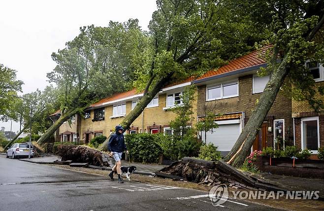 네덜란드 강타한 여름 폭풍에 뿌리째 뽑힌 나무들 [AFP=연합뉴스]