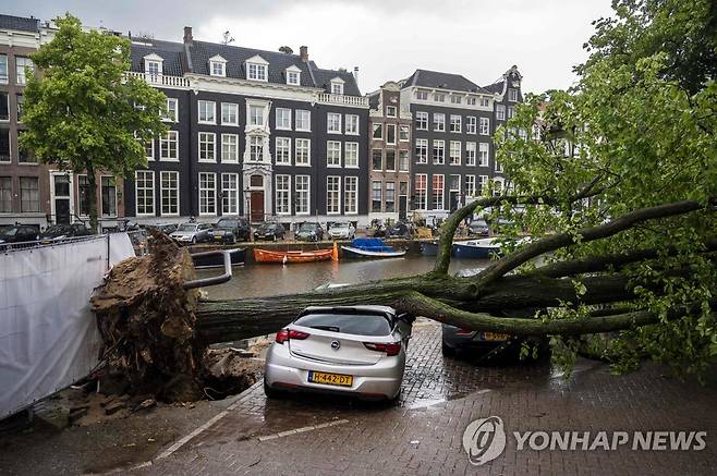 네덜란드 강타한 여름 폭풍에 뿌리째 뽑힌 나무들 [AFP 연합뉴스 자료사진. 재판매 및 DB 금지]