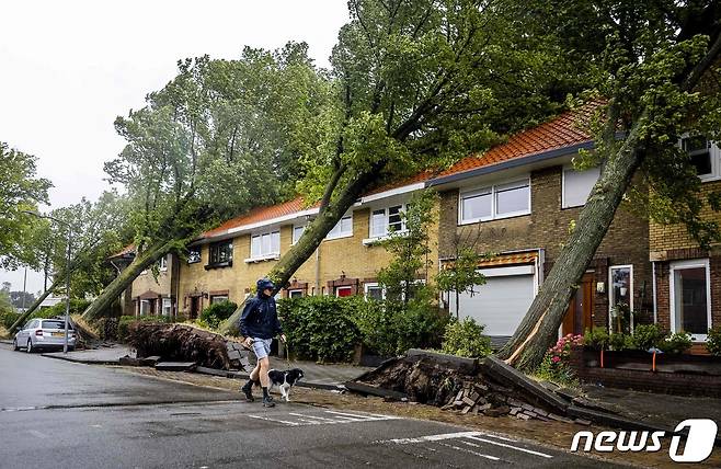 나란히 넘어진 나무들 ⓒ AFP=뉴스1