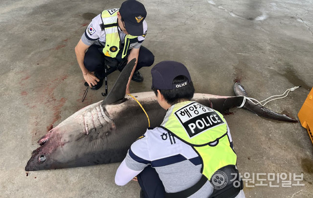 ▲ 삼척 임원항 동방 3.7㎞ 해상에서 몸길이 2미터가 넘는 상어 1마리가 혼획돼 해경이 피서객 등의 각별한 주의를 요구했다. [동해해경 제공]